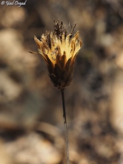 Klasea cerinthifolia