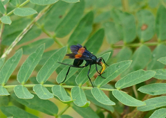Compsocryptus fasciipennis
