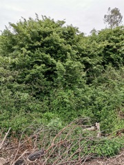Dalbergia obovata