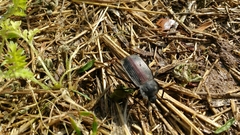 Eleodes suturalis