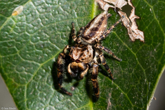 Dendryphantina
