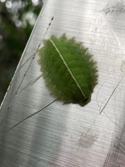 Griseothosea fasciata