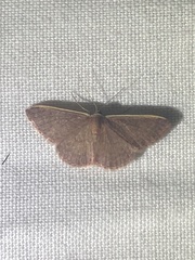 Idaea costaria