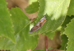 Ancylis uncella