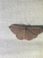 Idaea costaria