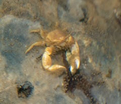 Enosteoides