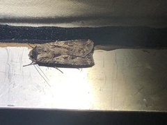 Agrotis munda