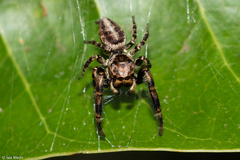 Dendryphantina