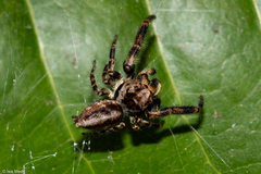 Dendryphantina