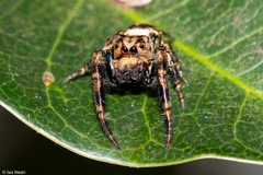Dendryphantina
