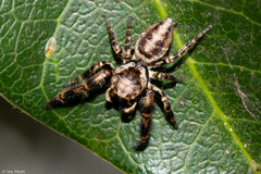Dendryphantina