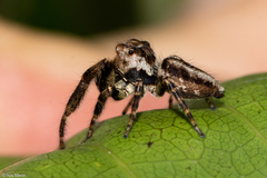 Dendryphantina