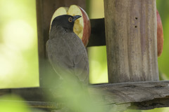 Pycnonotus nigricans superior