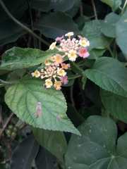 Lantana camara