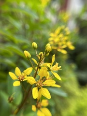 Galphimia glauca