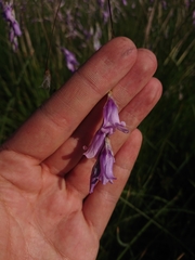 Dierama mossii