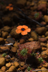 Drosera hyperostigma