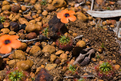 Drosera hyperostigma