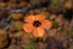 Drosera hyperostigma