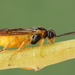 Lesser Willow Sawfly - Photo (c) Andrey Ponomarev, some rights reserved (CC BY-NC), uploaded by Andrey Ponomarev