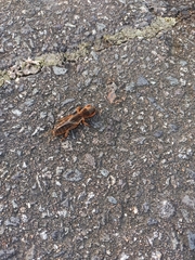 Gryllotalpa orientalis