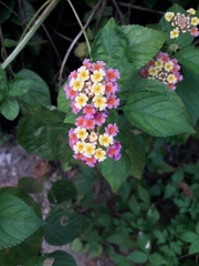 Lantana camara