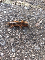 Gryllotalpa orientalis