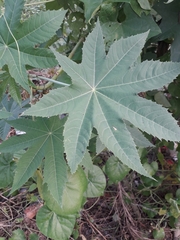 Ricinus communis
