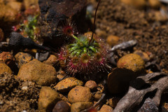 Drosera hyperostigma
