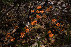 Drosera hyperostigma