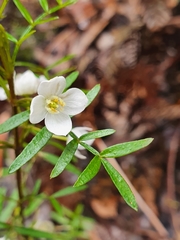 Boronia muelleri