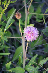 Mimosa quadrivalvis