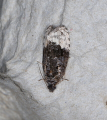 Apotomis betuletana