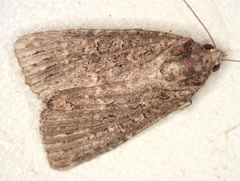 Hypoperigea tonsa