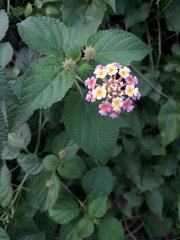 Lantana camara