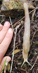 Elisolimax flavescens