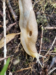 Elisolimax flavescens