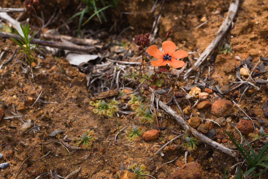 Drosera miniata, Kelmscott WA 6111, Australia