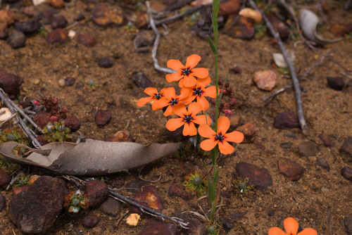 Drosera miniata