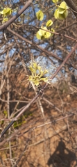 Combretum mossambicense