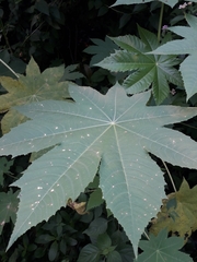 Ricinus communis