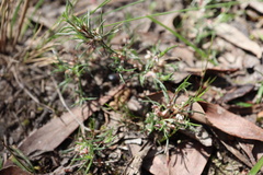 Laxmannia orientalis