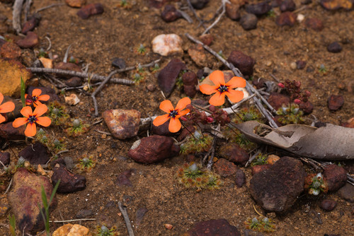 Drosera miniata