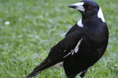 Australian Magpie photo 2