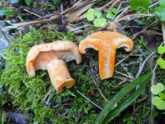 Lactarius salmonicolor