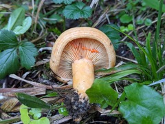Lactarius salmonicolor