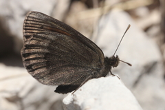 Erebia pluto