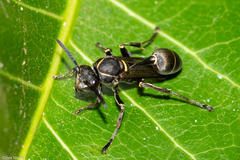 Hymenoptera