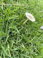 Bolbitius titubans vitellinus