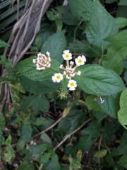 Lantana camara